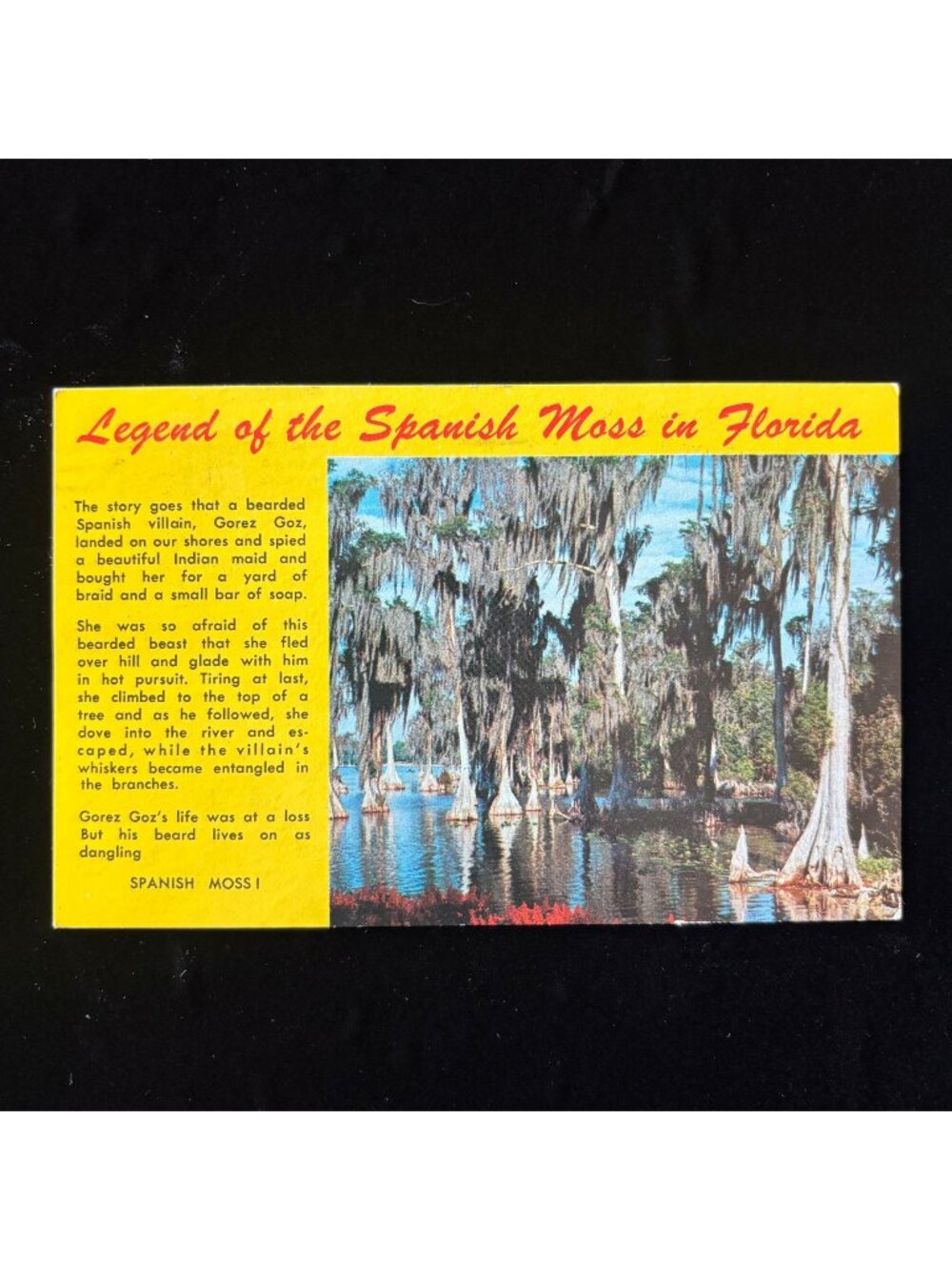 Vintage Postcard Florida Spanish Moss Shelling Lincoln Nebraska Social History